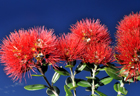 pohutukawa 900 3.jpg